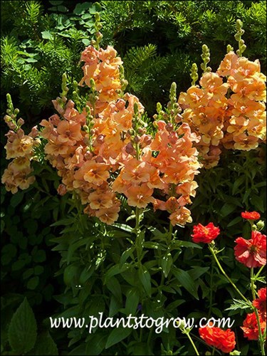 The flowers are a bit oranger than should be because of the strong back lite.